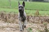 BOUVIER DES ARDENNES 143